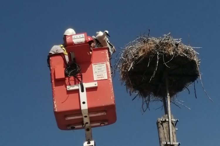 Tekirdağ'da leylek yuvalarına TREDAŞ arıza ekiplerinden bakım