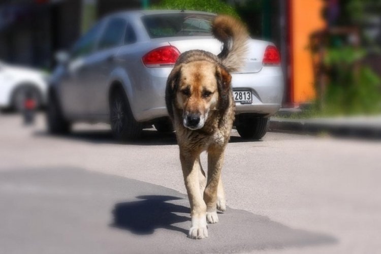 Başıboş sokak k&ouml;pekleriyle ilgili d&uuml;zenlemede son aşama