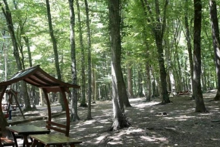 Bolu'da ormanlık alanlara giriş yasaklandı