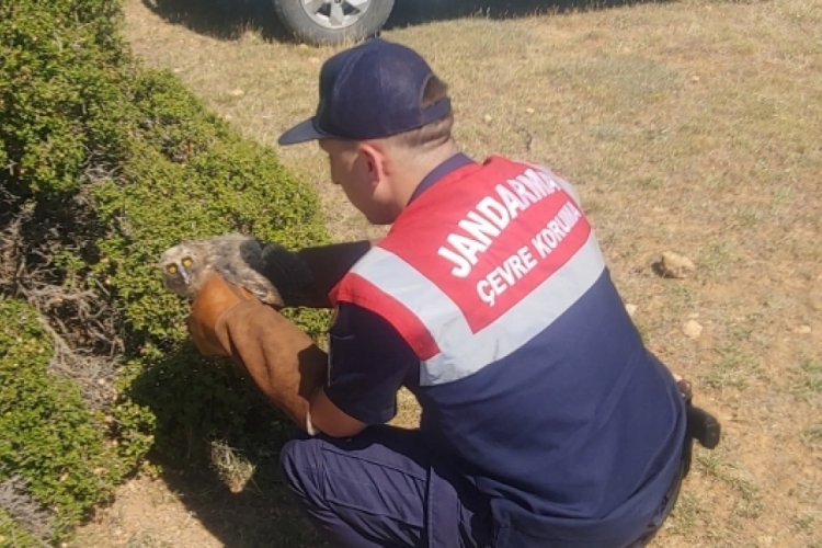 Afyonkarahisar'da yaralı baykuşa jandarma eli değdi