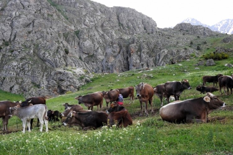 Erzincan'da yaylanın g&uuml;zelliği! Dağ ke&ccedil;ileriyle inek s&uuml;r&uuml;s&uuml; bir arada
