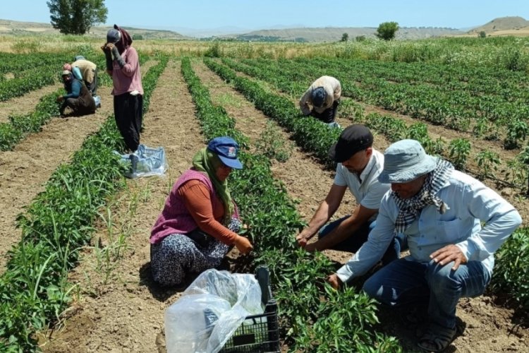 Elazığ'da sebze hasadı başladı