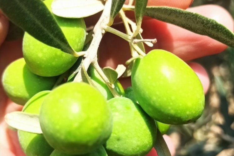 Aydın'da zeytin &uuml;reticilerine 'ila&ccedil;lama' uyarısı