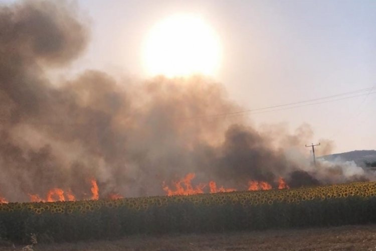 Bursa'da enerji nakil hattı kopunca ekin tarlalarında yangın çıktı