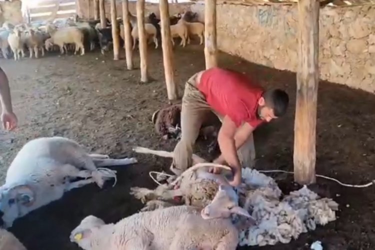 Antalya'da koyun kırkma zamanı başladı