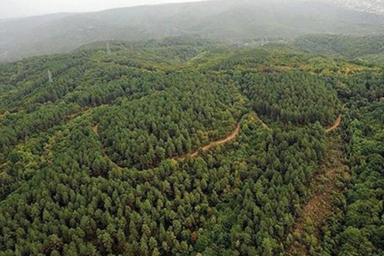 40 ilde ormanlara giriş yasaklandı