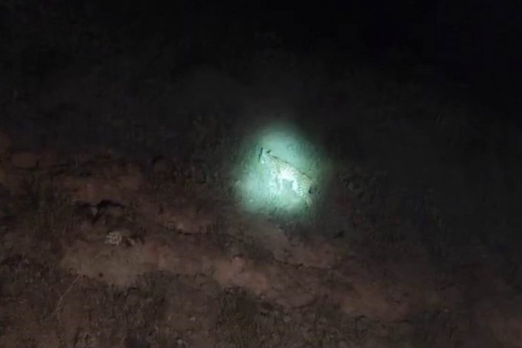 Tunceli'de gece iz bırakan hayalet! Vaşak kameraya  yansıdı