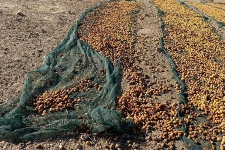 Elazığ'da domuz s&uuml;r&uuml;s&uuml;! Alang&ouml;ren k&ouml;y&uuml;ne dadandı