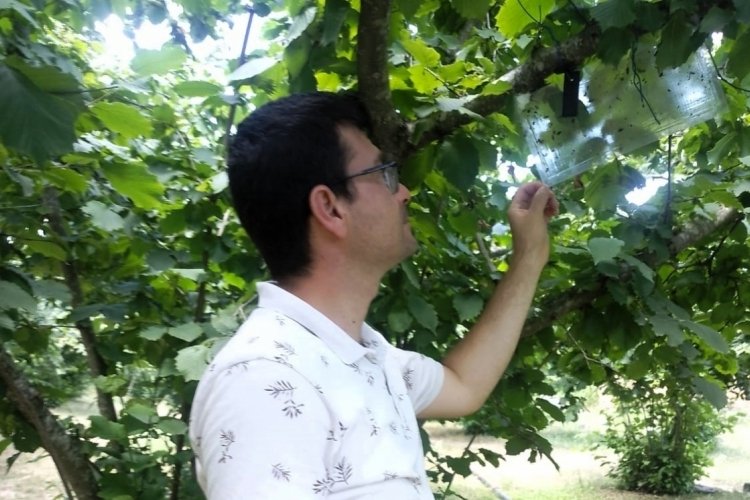 Kırklareli'nde kahverengi kokarca istilası