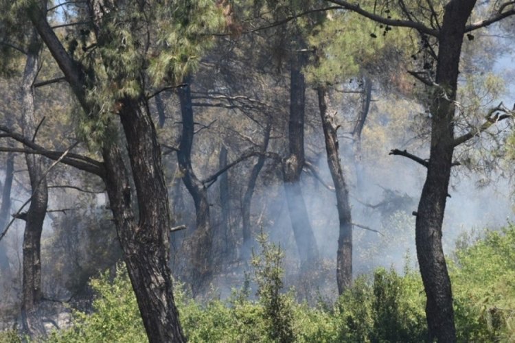 Türkiye alevlerle mücadele ediyor: Orman yangınlarında son durum...