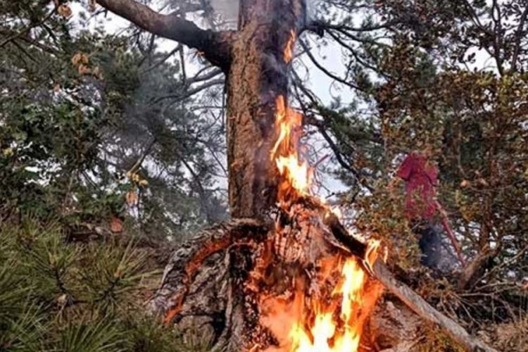 Ormana yıldırım düştüğünü gördü, yangını engelledi
