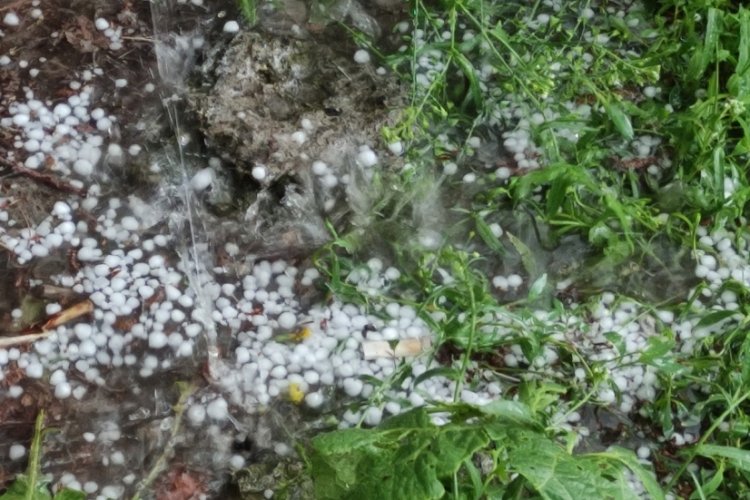 Ardahan'da sağanak ve dolu yağışı tarım arazilerini vurdu