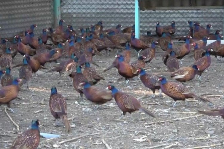 Samsun'da 400 adet s&uuml;l&uuml;n doğaya bırakıldı