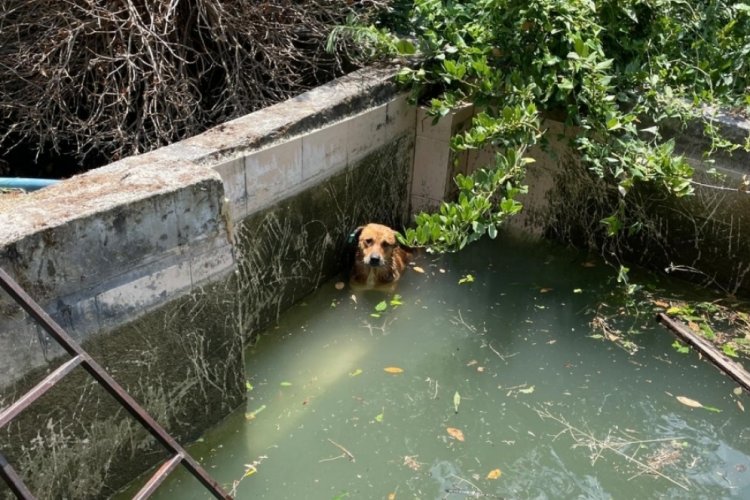 Hatay'da köpek havuza düştü! Yardımına itfaiye ekipleri yetişti