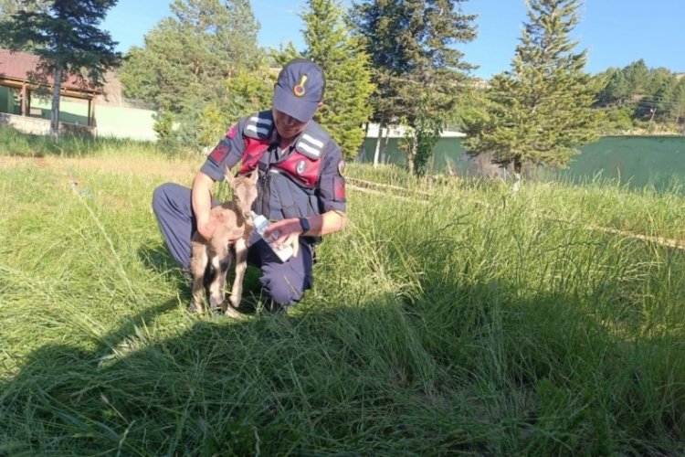 Giresun'da dağ ke&ccedil;i yavrusu biberonla besleniyor