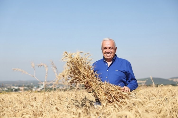 Bursa Nilüfer'de yerel tohumdan üretilen buğday hasadı başladı