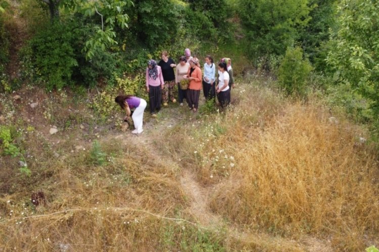 Adana'da "kantaron" hasadı başladı