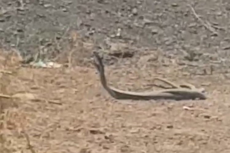 Hakkari'de 2 yılanın &ccedil;iftleşme dansı kamerada