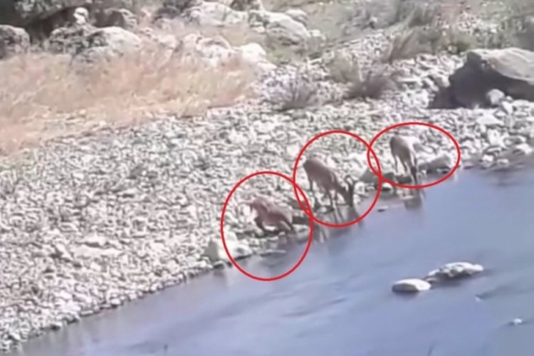 Diyarbakır'da dereye inen dağ keçileri kameraya yansıdı