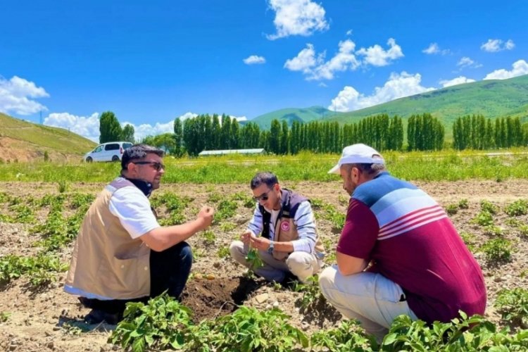 Bayburt'ta patates ekili alanlara denetim uygulandı