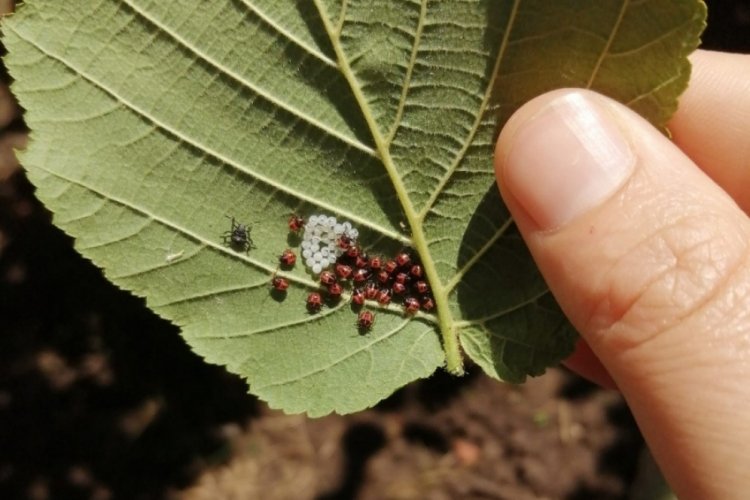 Samsun'da kahverengi kokarca istilası!