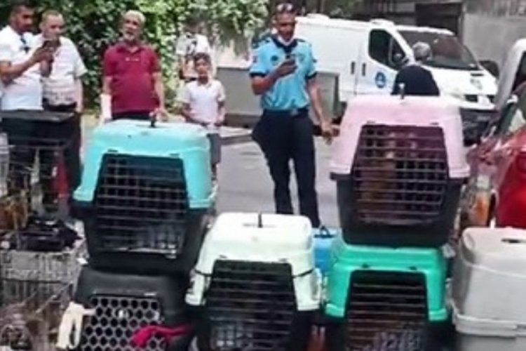 İstanbul'da depodan gelen kötü kokunun sebebi... 85 kedi bulundu