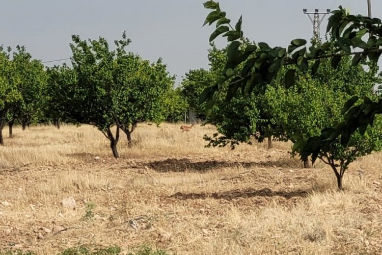 Malatya'da yaban ke&ccedil;ileri bu seferde kayısı bah&ccedil;esinde kameraya yansıdı