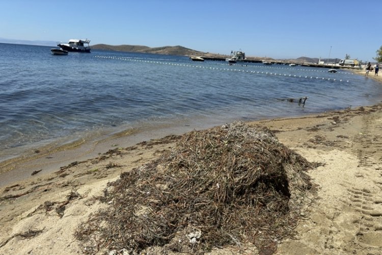 Balıkesir'de koruma altındaki deniz &ccedil;ayırlarını s&ouml;ken kişiye 774 bin lira ceza uygulandı