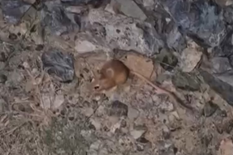 Hakkari'de kanguru faresi kameralara yansıdı
