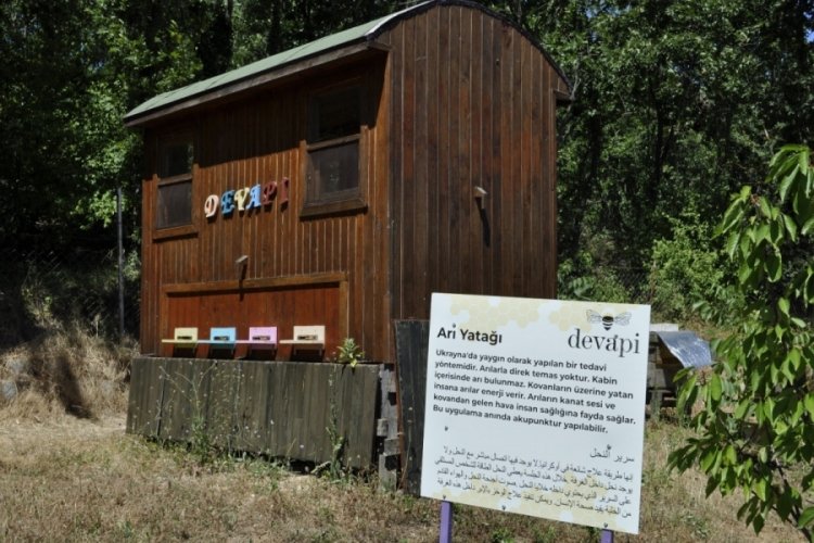 Bursa'da binlerce arının &uuml;zerine yatan, daha din&ccedil; kalkıyor