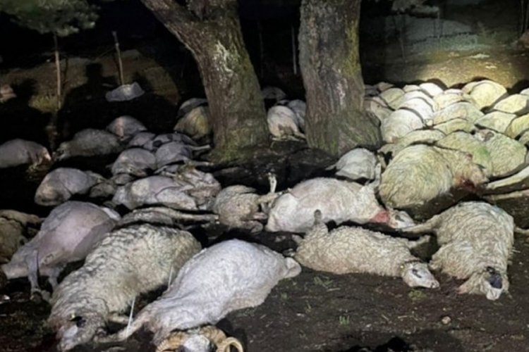 Yağmurdan ka&ccedil;arken yıldırım vurdu: &Ccedil;oban yaralı, 76 koyun can verdi
