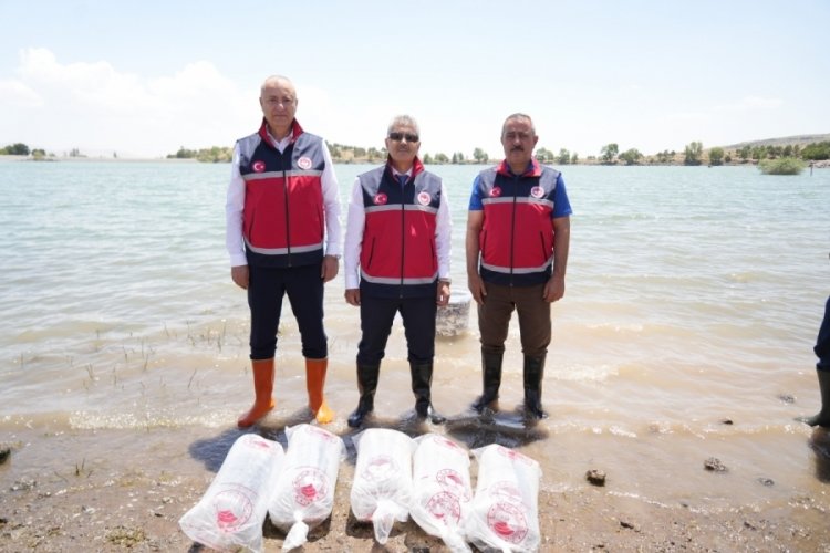 Niğde'deki 8 farklı baraj ve g&ouml;lete 52 bin sazan yavrusu bırakılıyor