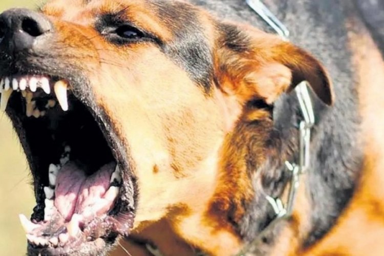 Sıcak havalar k&ouml;pek saldırılarına sebebiyet veriyor