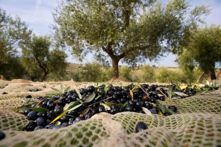 Bursa'da zeytin &uuml;retiminde bu yıl 3 kat artış bekleniyor