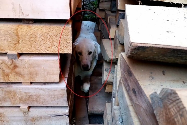 Bursa'da kerestelerin arasında sıkışan k&ouml;peği itfaiye kurtardı