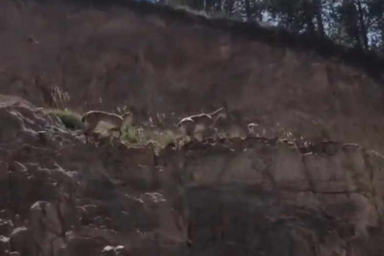G&uuml;m&uuml;şhane'de yaban ke&ccedil;ileri kameraya yansıdı