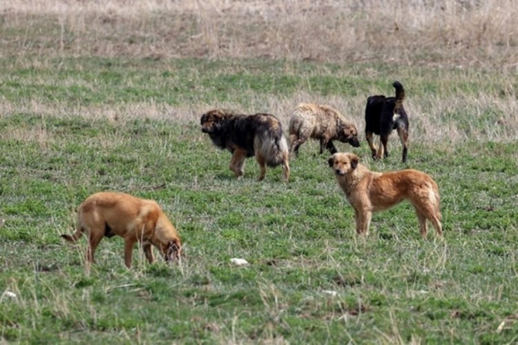 Ankara'da 15 k&ouml;pek metruk binada &ouml;l&uuml; bulundu