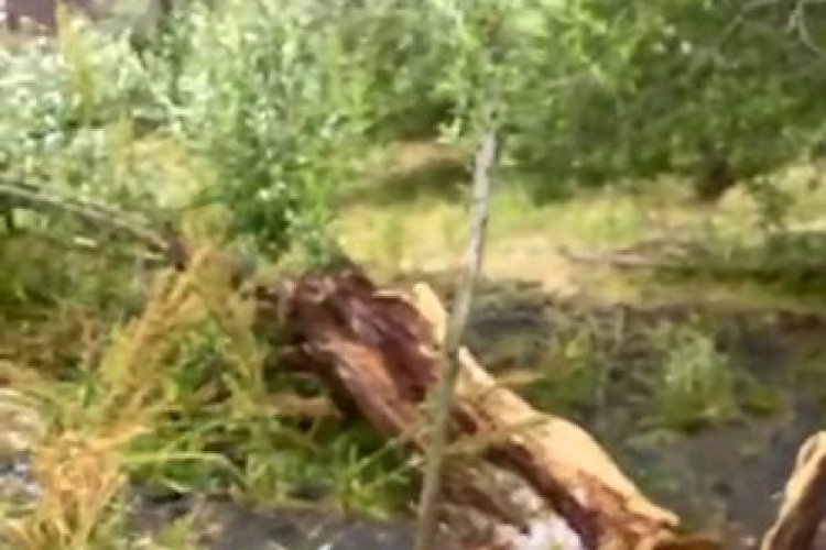 Tunceli'de şiddetli r&uuml;zgar hayatı olumsuz etkiledi