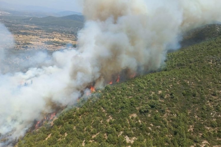 Bodrum'da orman yangını
