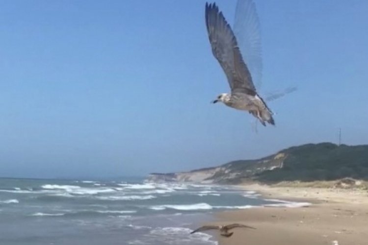 Sinop'ta sevimli martılar doğaya bırakıldı