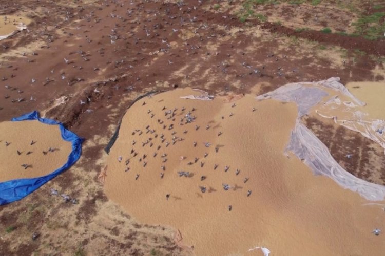 Adıyaman'da a&ccedil; kalan g&uuml;verciniler! Buğday hasadında