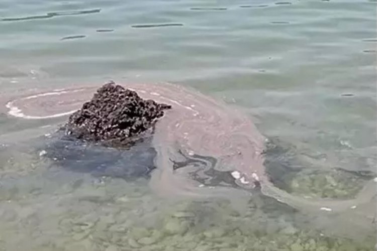 Muğla'nın koyunda kıyıya vuran atıklar şok etti