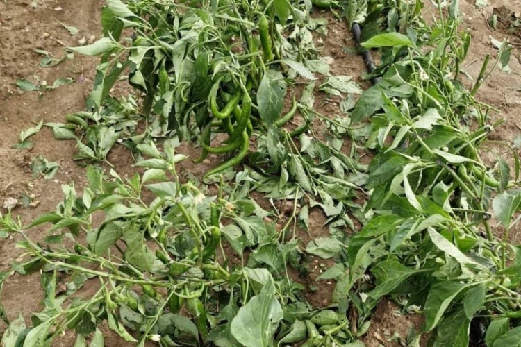Dolu yağışı Yenişehir'de 600 d&ouml;n&uuml;m ekili arazide etkili oldu