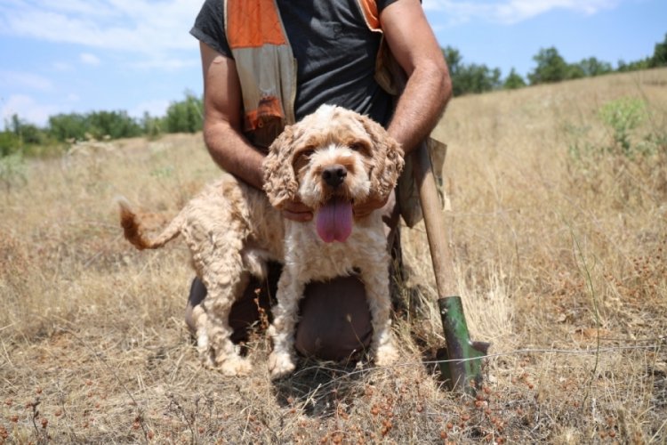 7 yıldır k&ouml;peği ile elmasların peşinde