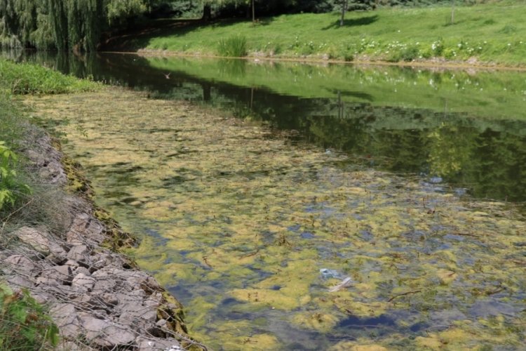 Eskişehir'de su akışı durdu! Porsuk çayı yosun tuttu