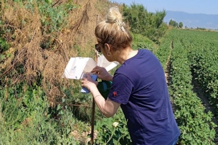 Aydın'da zararlı sinek mücadelesi hız kesmeden sürüyor 