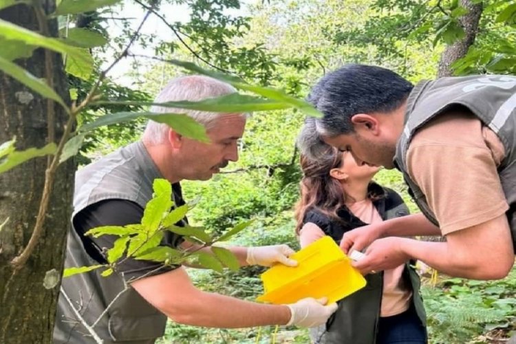 Kapıdağ'da "dumansız yangın" ile biyolojik m&uuml;cadele başladı