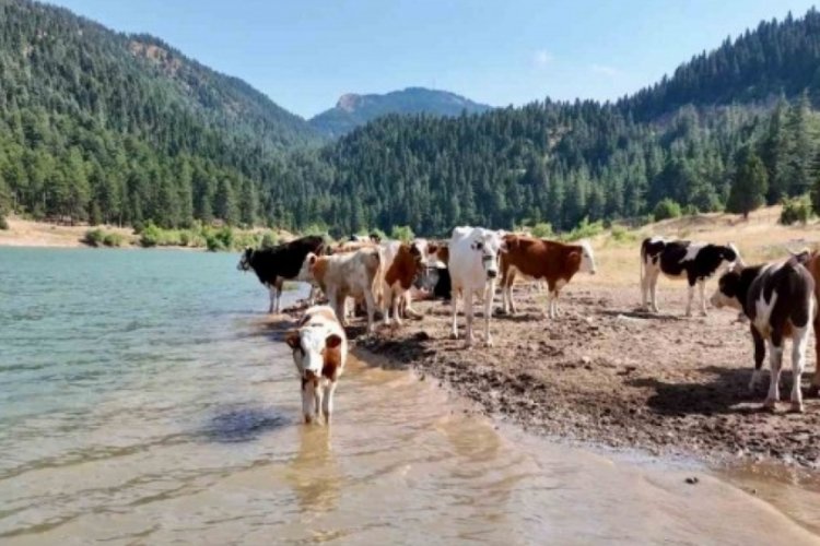 Kahramanmaraş'ta sıcak havadan bunalan ineklerin göl keyfi!