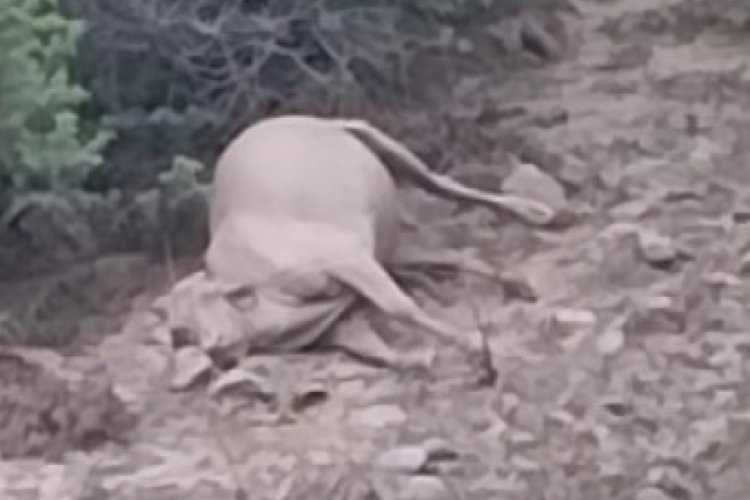 Tunceli'de sel ve fırtınada kaybolan inekler dron ile bulundu