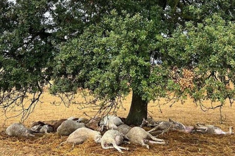 Ağaca yıldırım d&uuml;şt&uuml;, 29 koyun &ouml;ld&uuml;